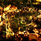 ...Herbstspuren....