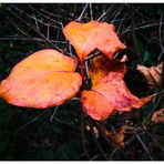 Herbstspuren