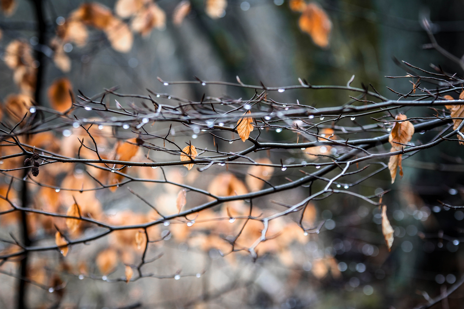 Herbstsregen im Buchenwald