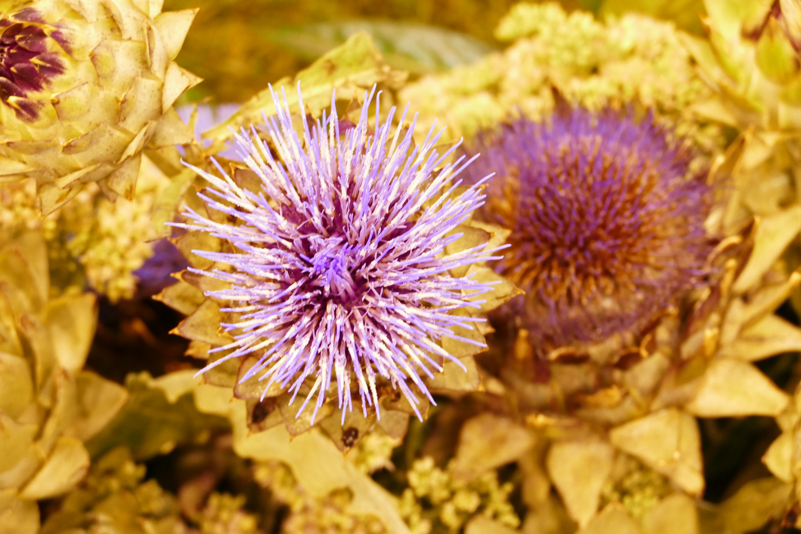 Herbststachelblüte