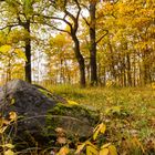 Herbst_Stein