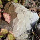 Herbststein - herbstlich geschmückt hat er sich