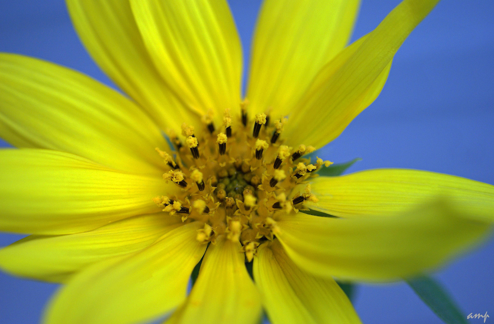 Herbststern