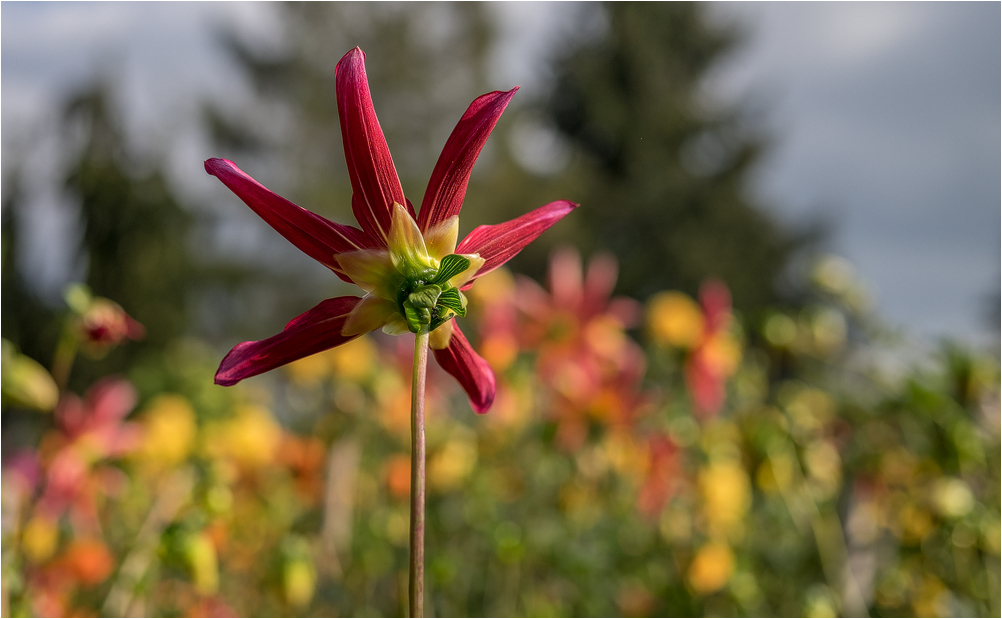 Herbststern