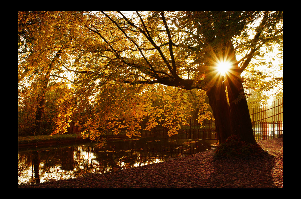 Herbststern