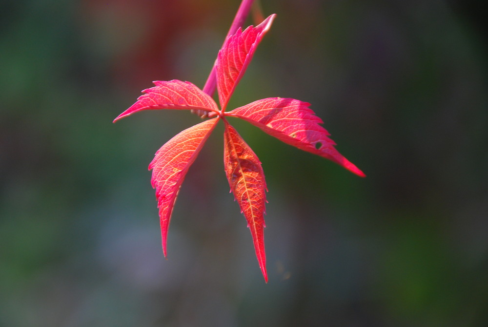 Herbststern