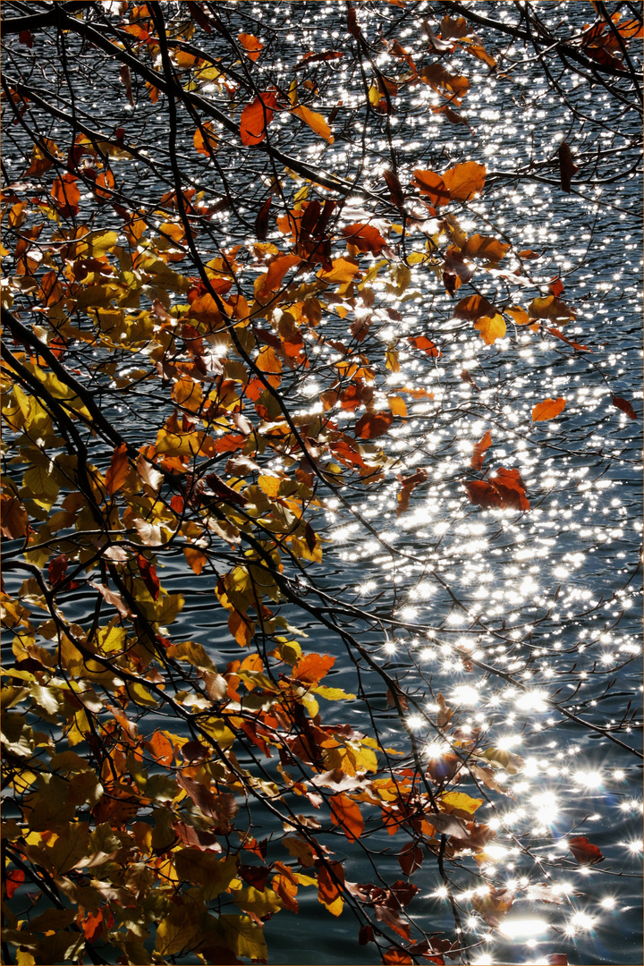 Herbststernchen