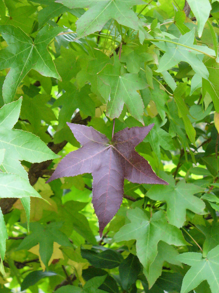 Herbststernchen