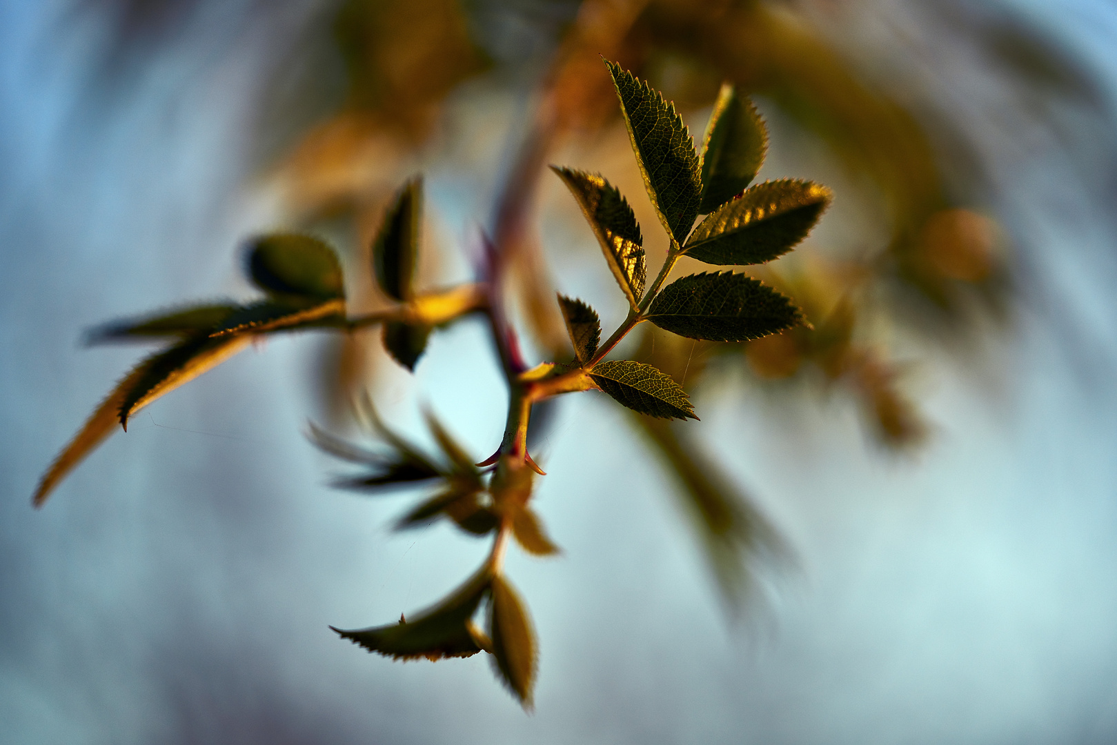 Herbst~Stichelei