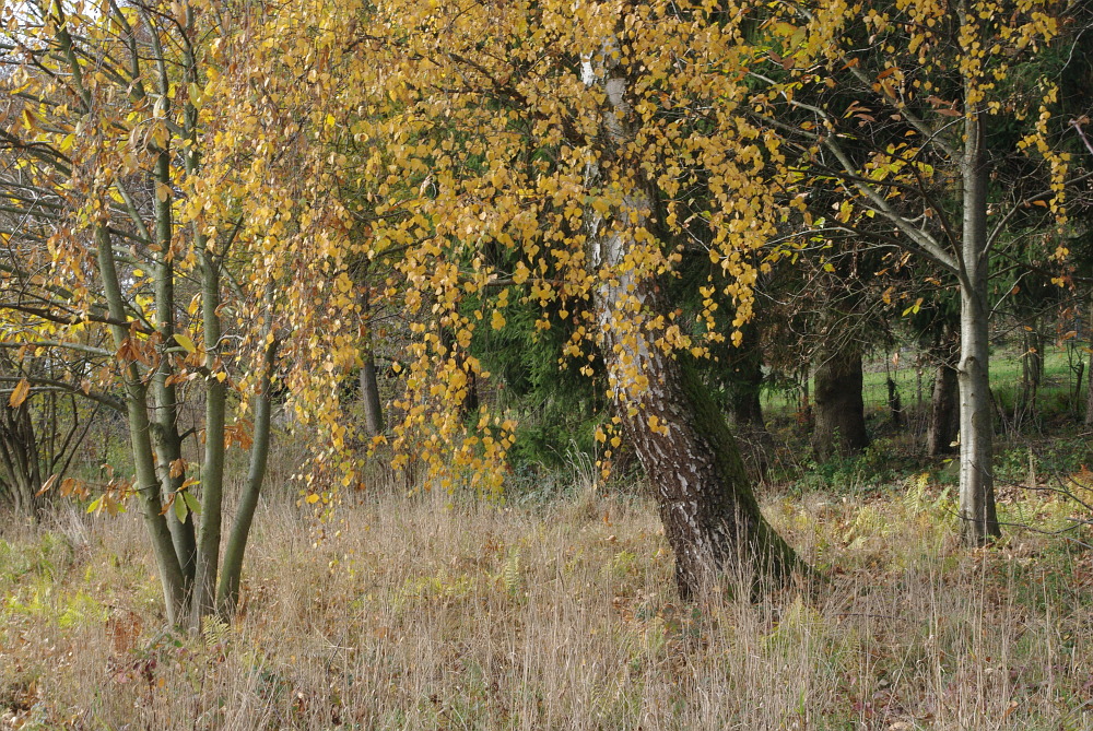 Herbststille