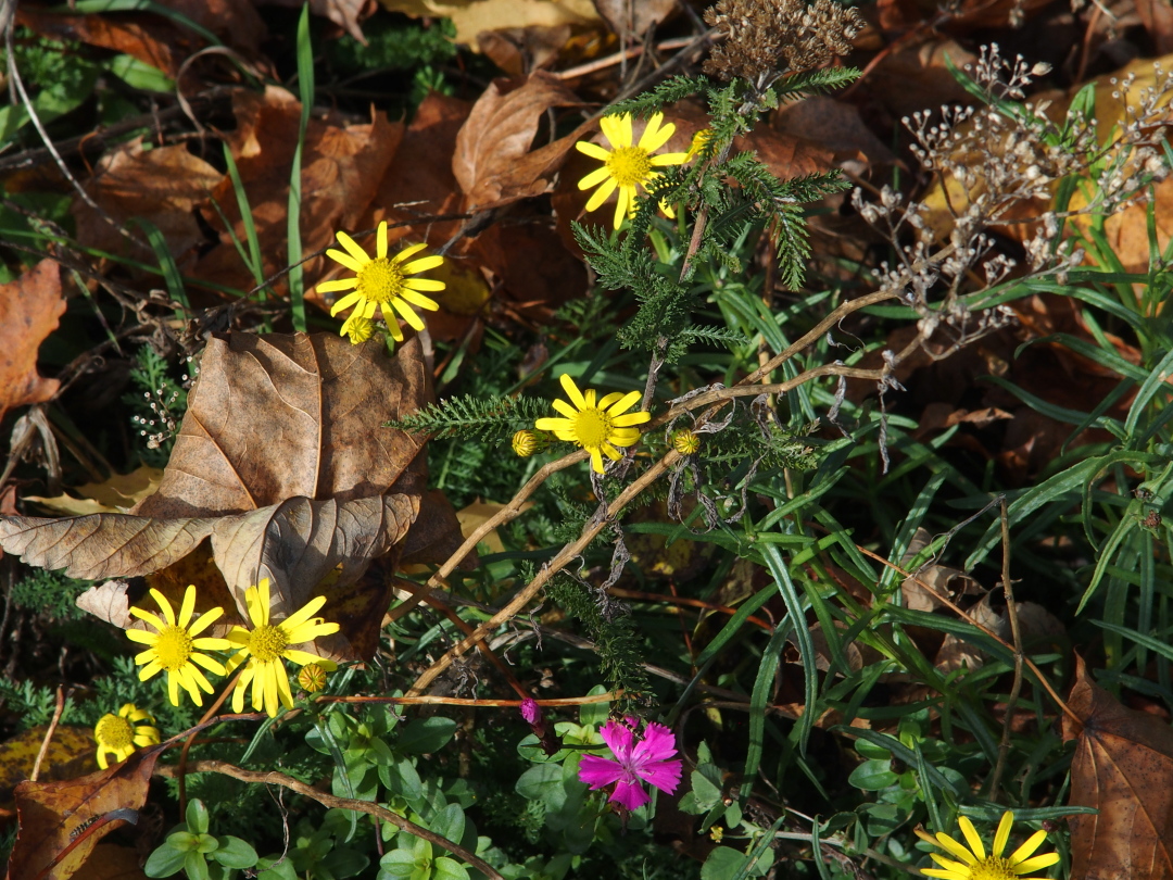 Herbststilleben