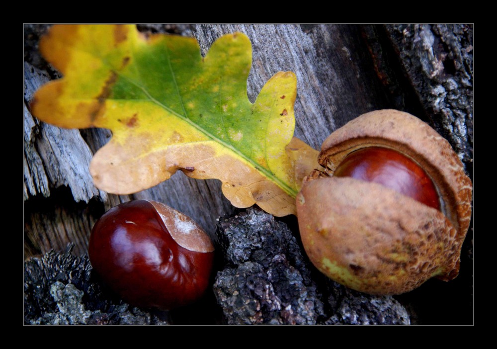 Herbststilleben