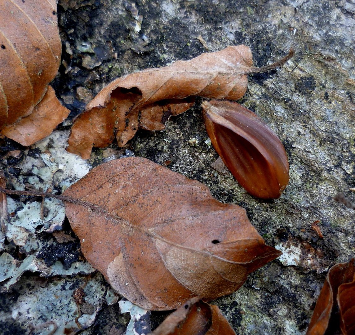 Herbststilleben