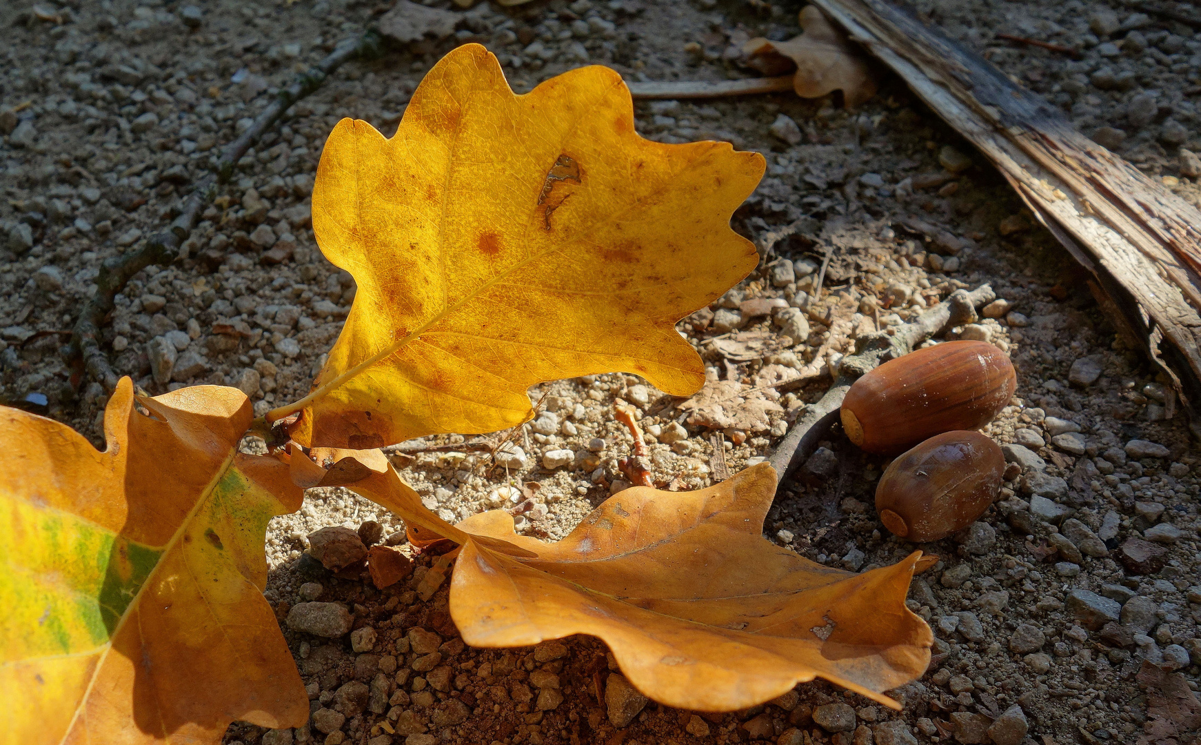 Herbststilleben