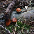 Herbststilleben im Wald