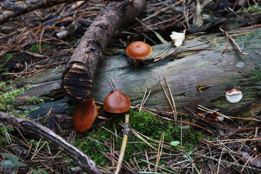 Herbststilleben im Wald