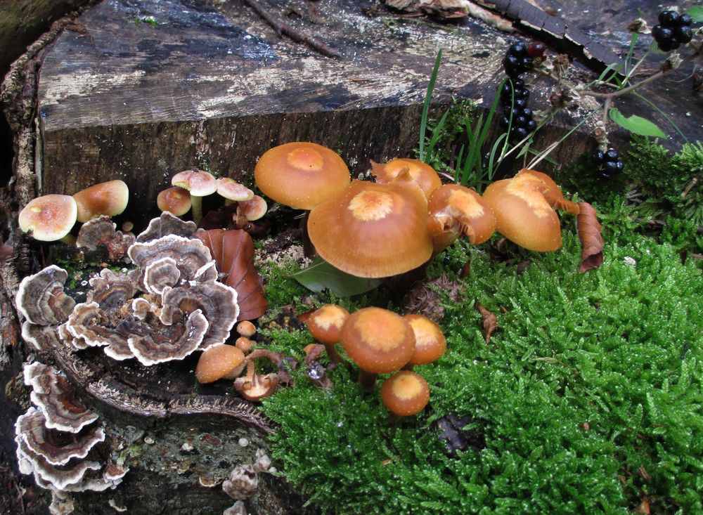 Herbststilleben im Wald