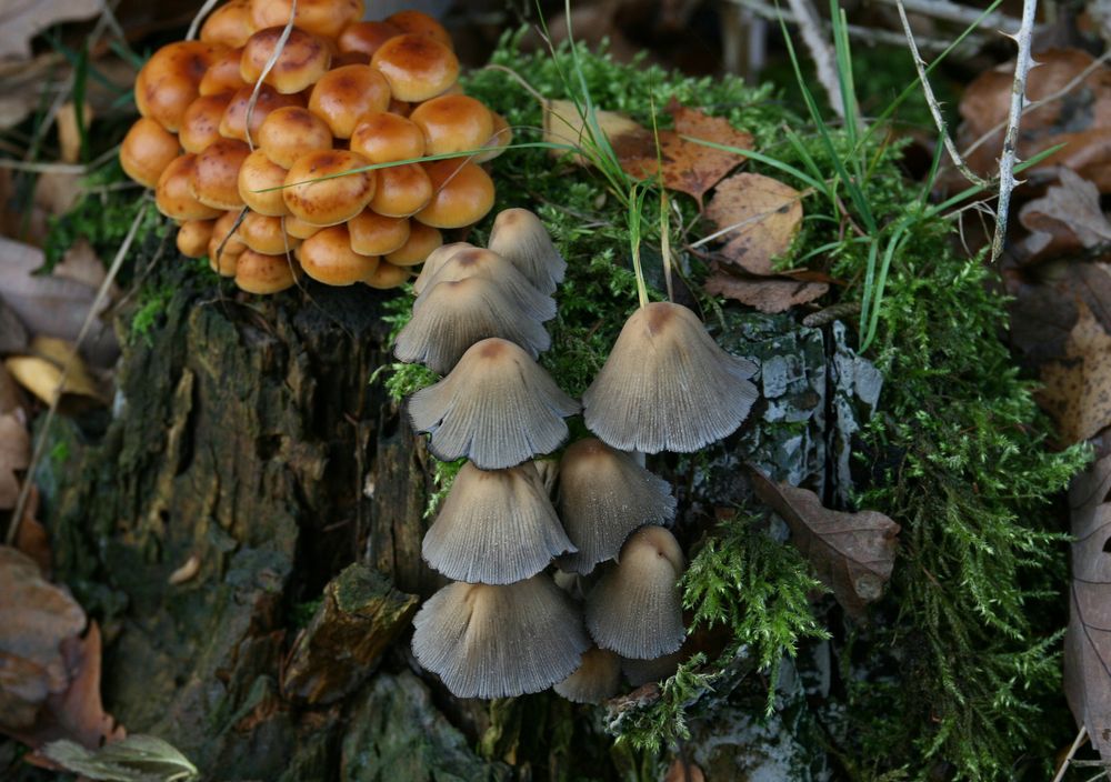 Herbststilleben mit Pilzen