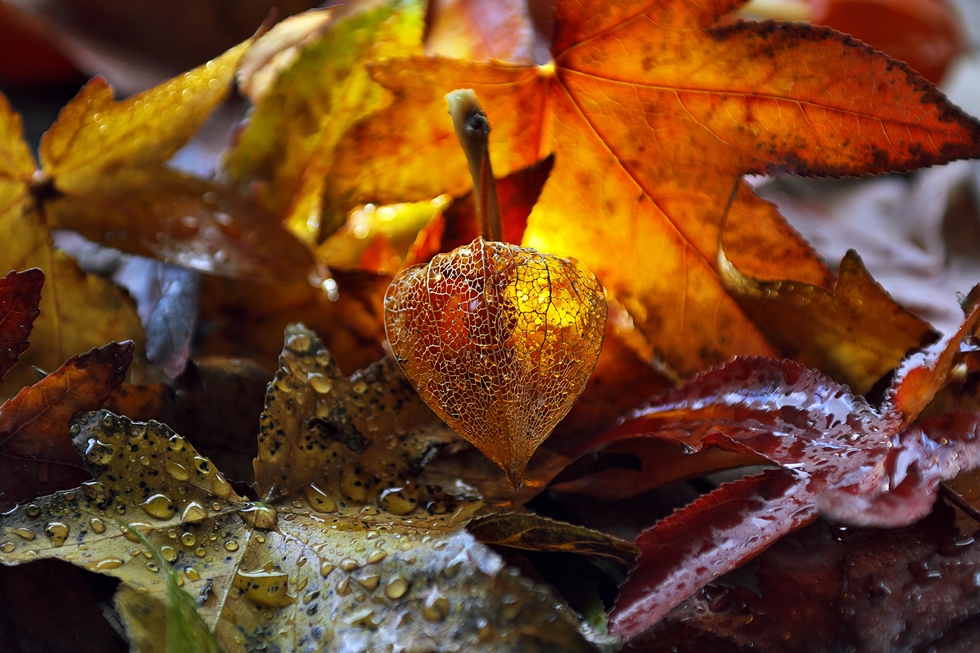 Herbststillleben