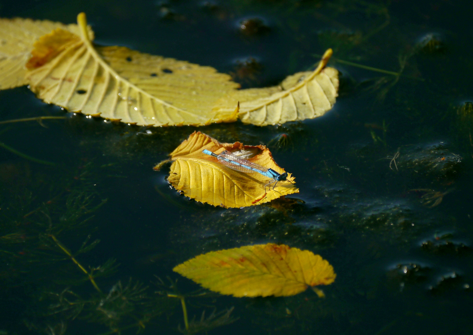 Herbststillleben auf dem Wasser