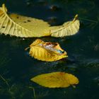 Herbststillleben auf dem Wasser