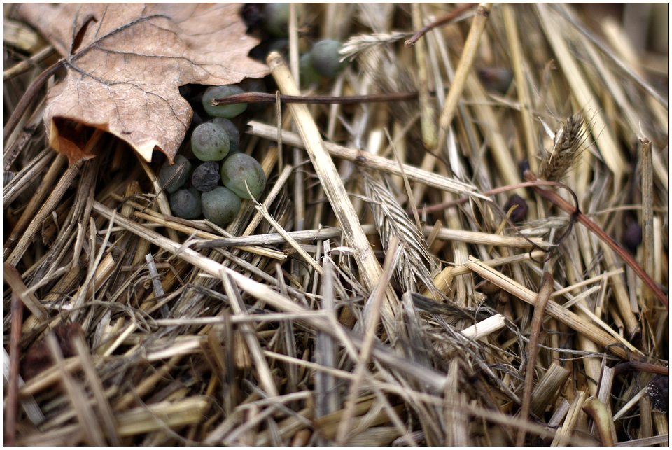 Herbststillleben