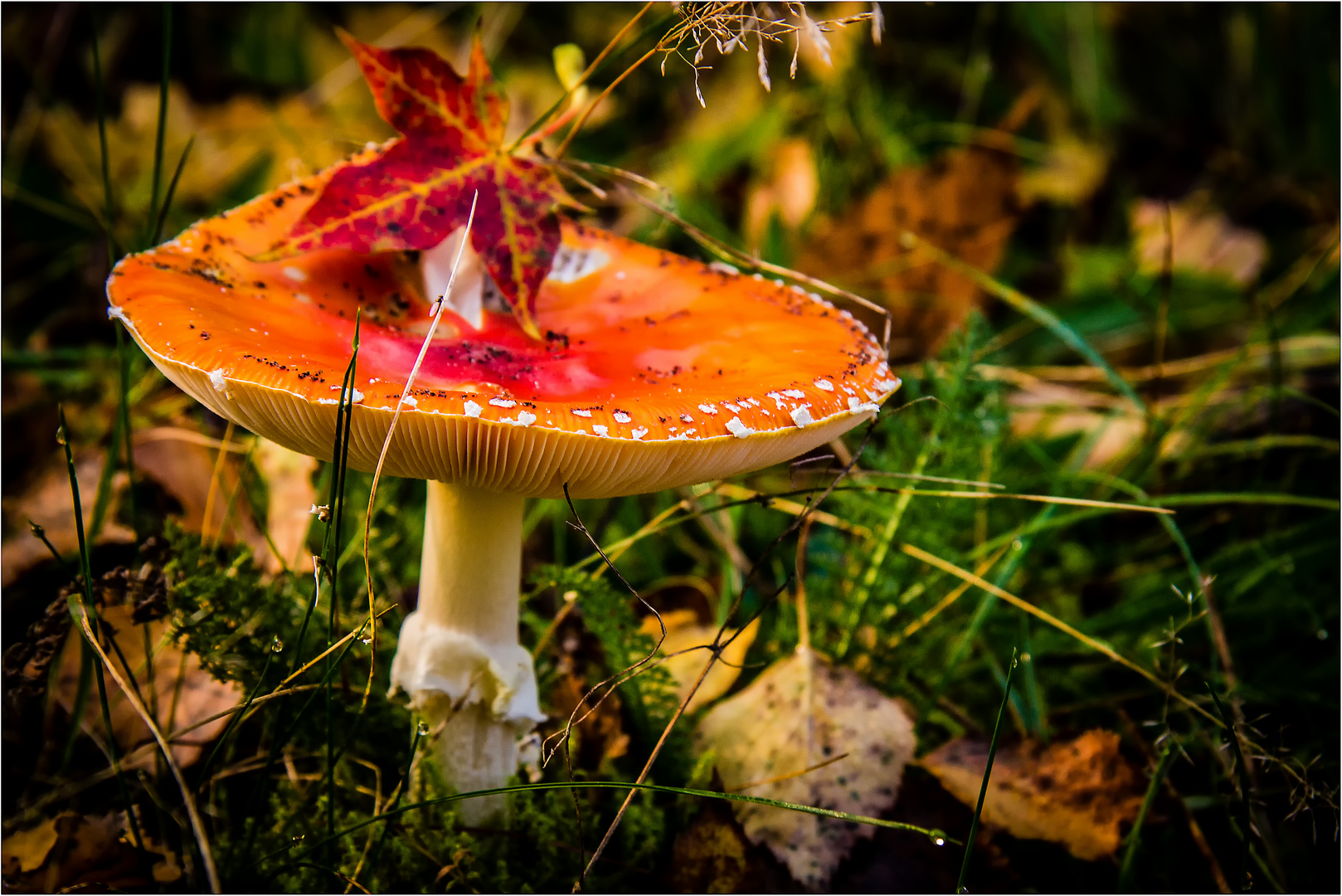 Herbststillleben in der Natur