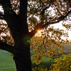 Herbststimmmung an der Galopprennbahn Castrop