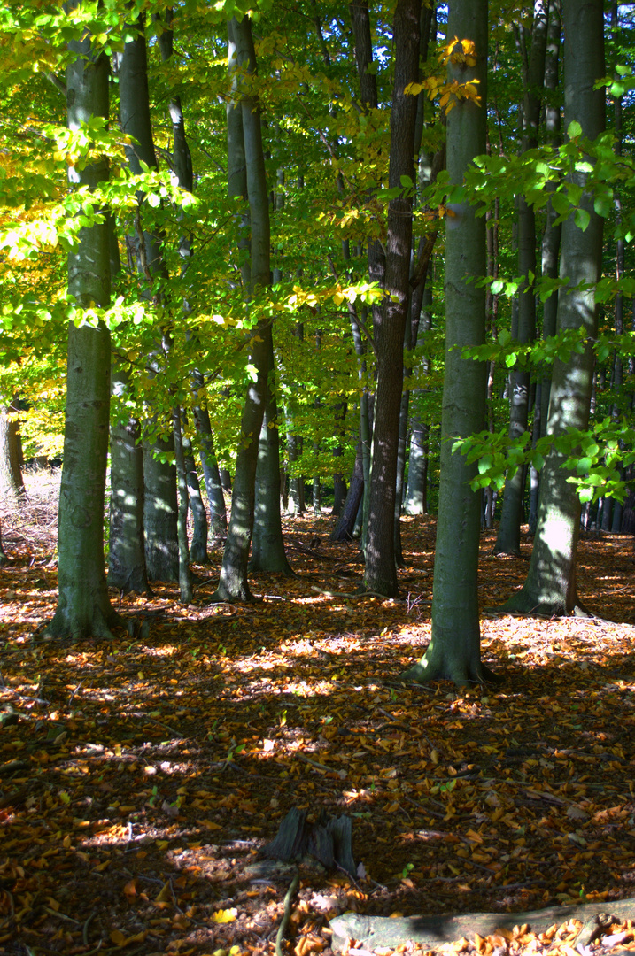 Herbststimmng m Wald