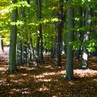 Herbststimmng m Wald