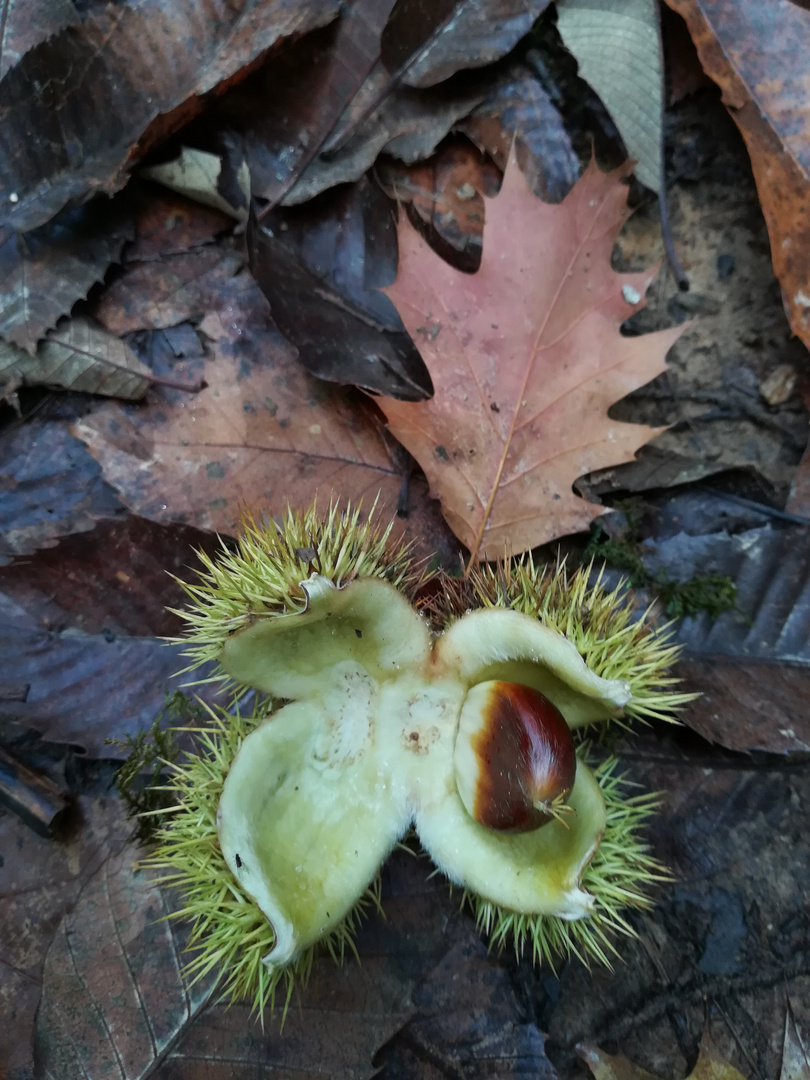 Herbststimmung 02 (FC 2019)