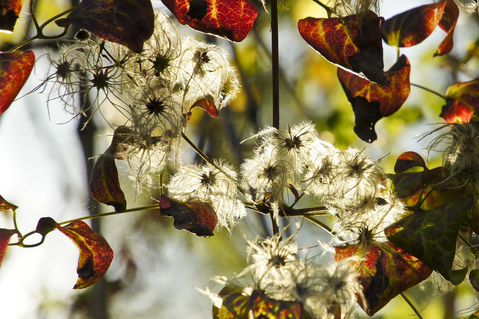 Herbststimmung