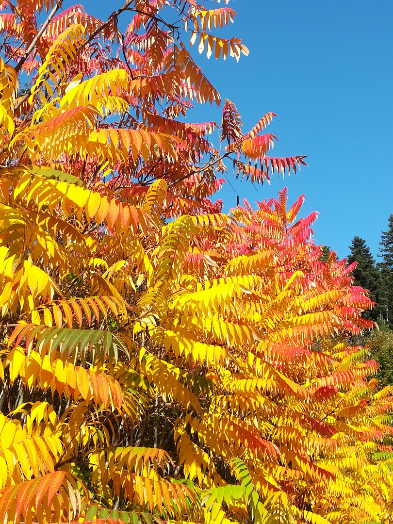 Herbststimmung 03  (FC 2019)