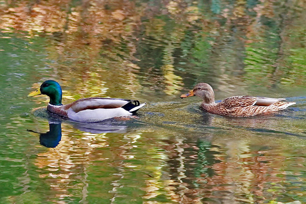 Herbststimmung..........