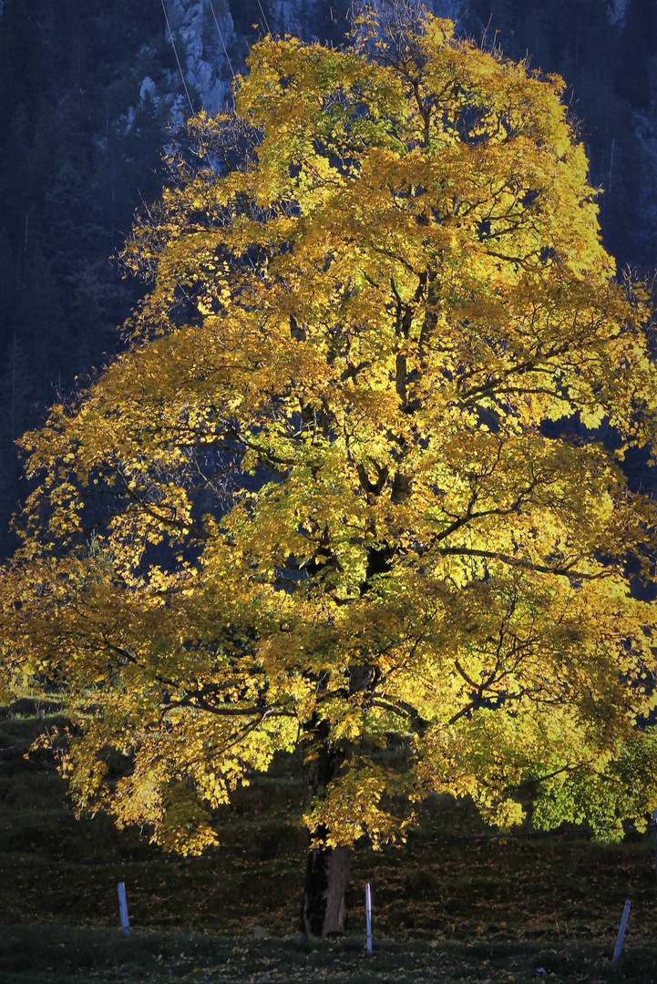 Herbststimmung