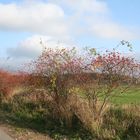 Herbststimmung