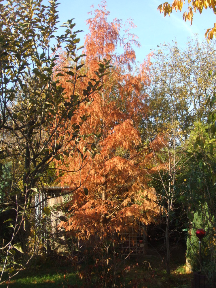 Herbststimmung