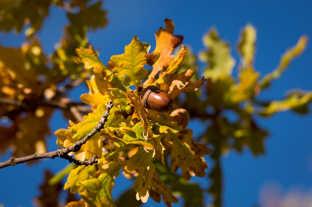 Herbststimmung