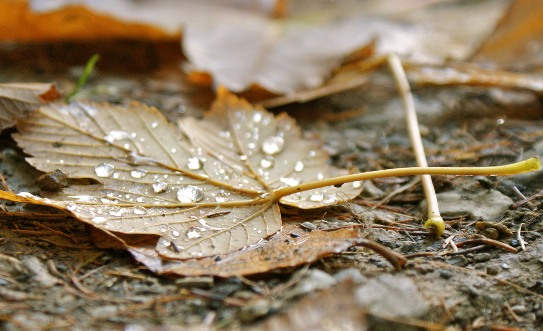 Herbststimmung