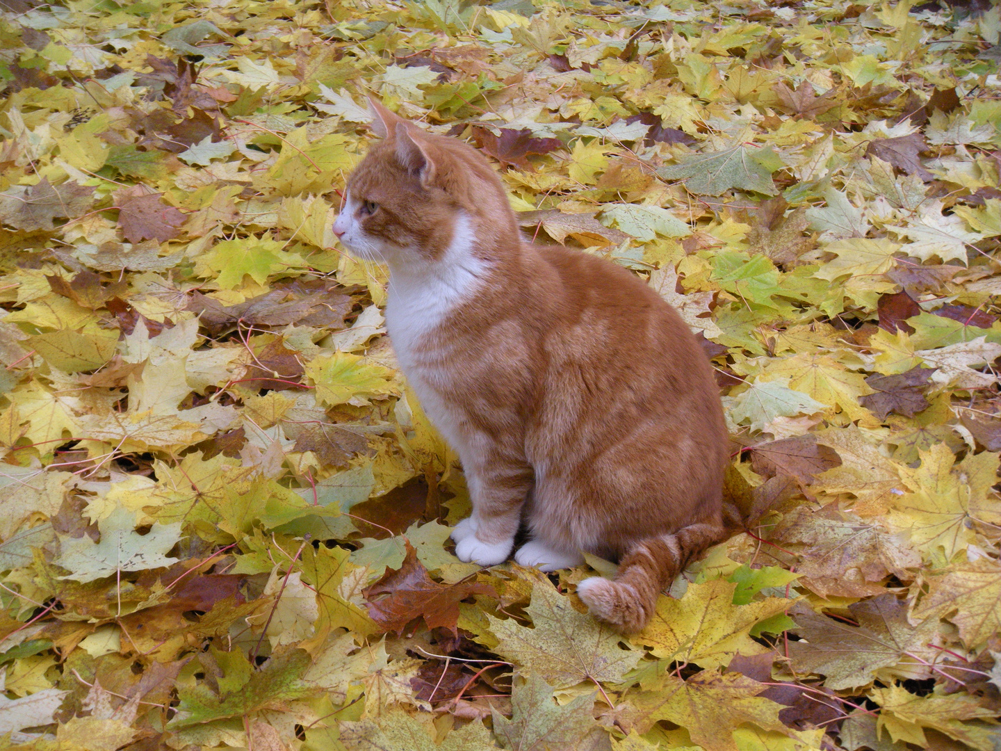 Herbststimmung