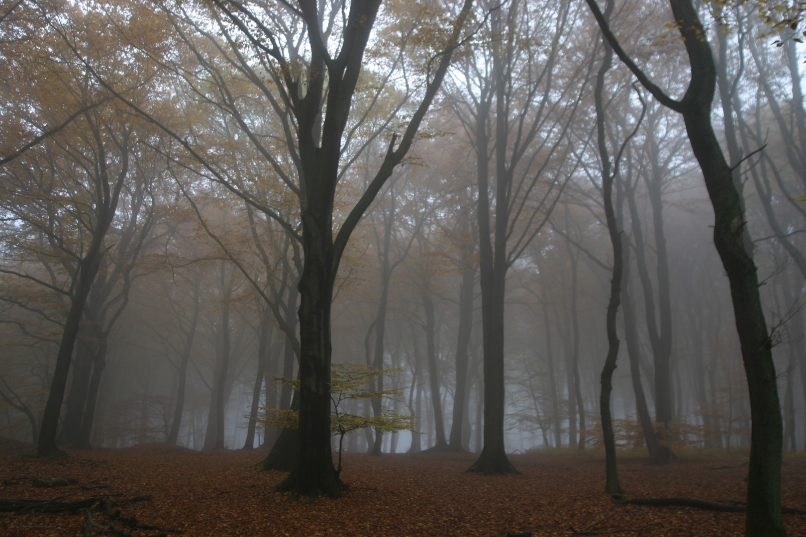 Herbststimmung 1