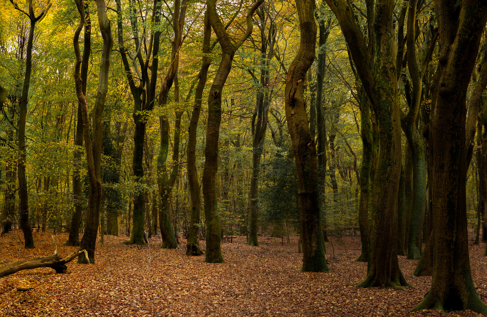 Herbststimmung 1