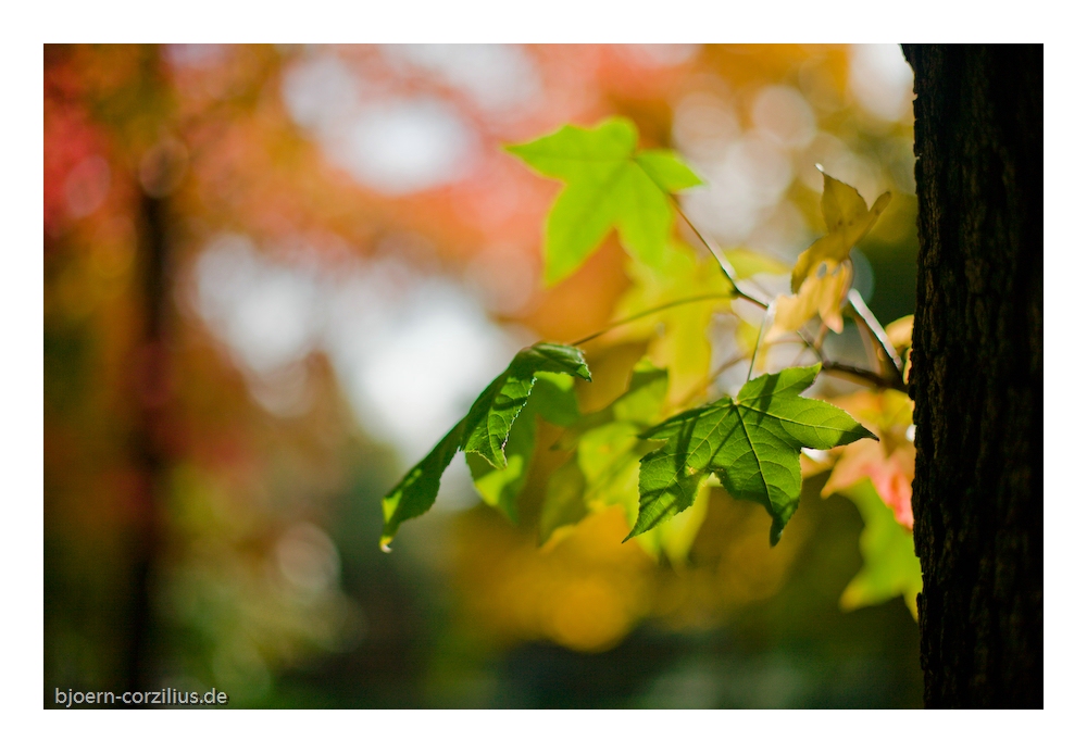 Herbststimmung 1