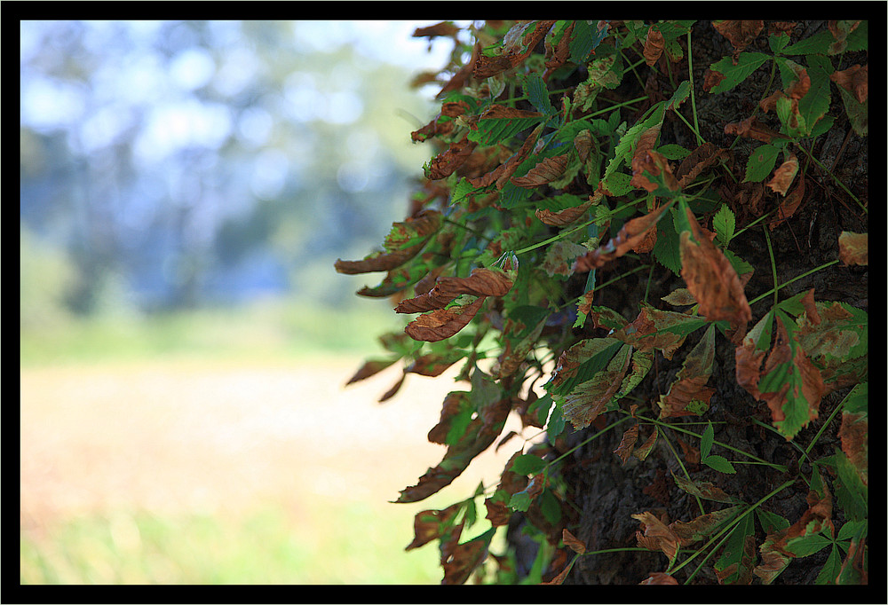 Herbststimmung 1