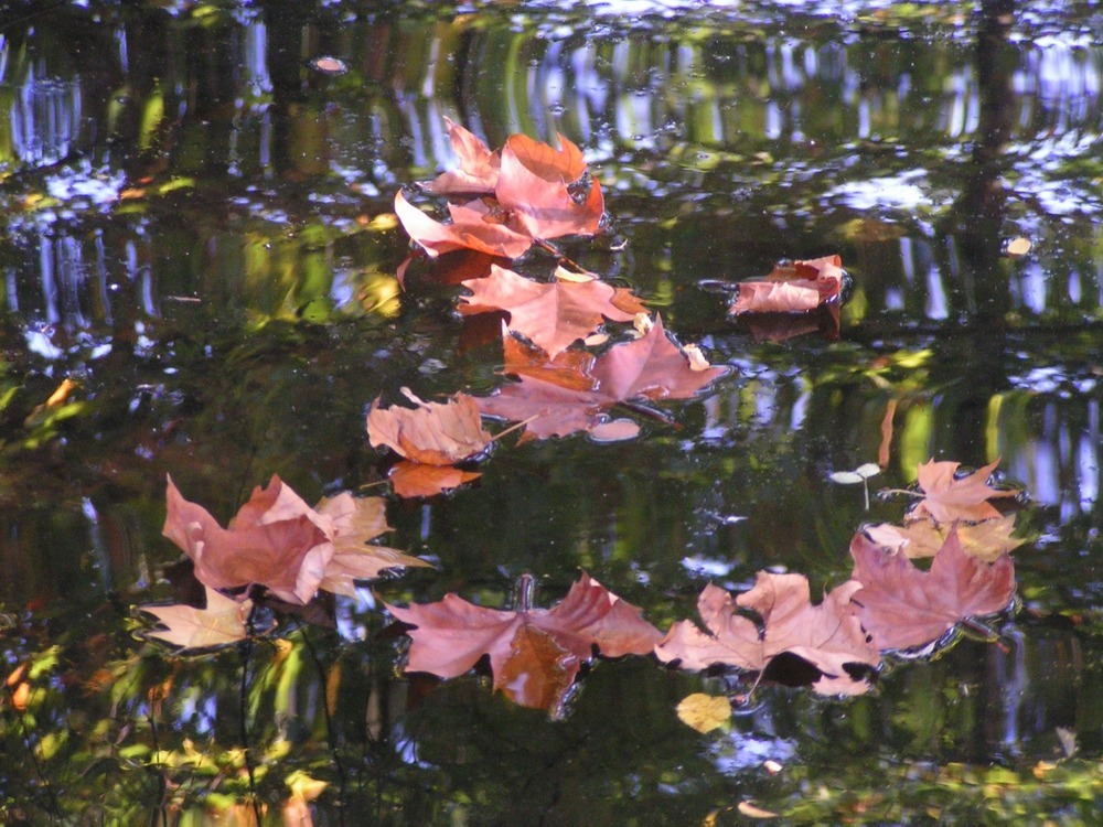 Herbststimmung-1