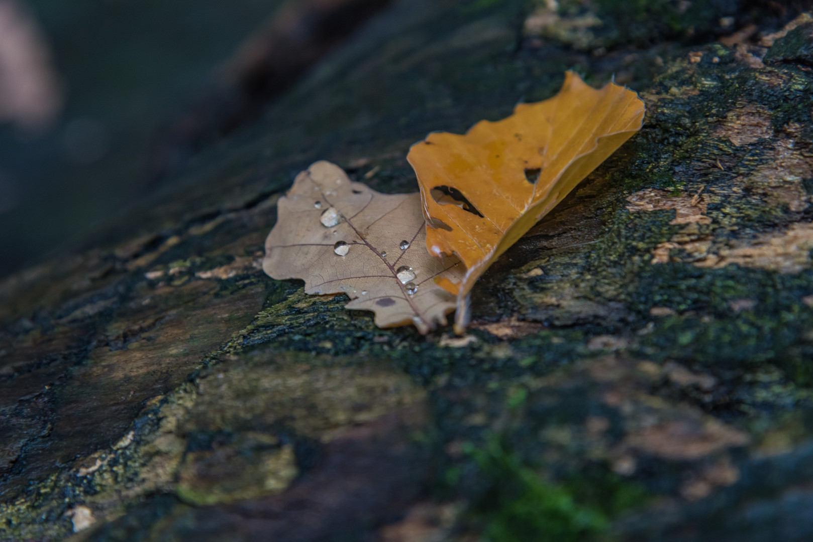 Herbststimmung 1