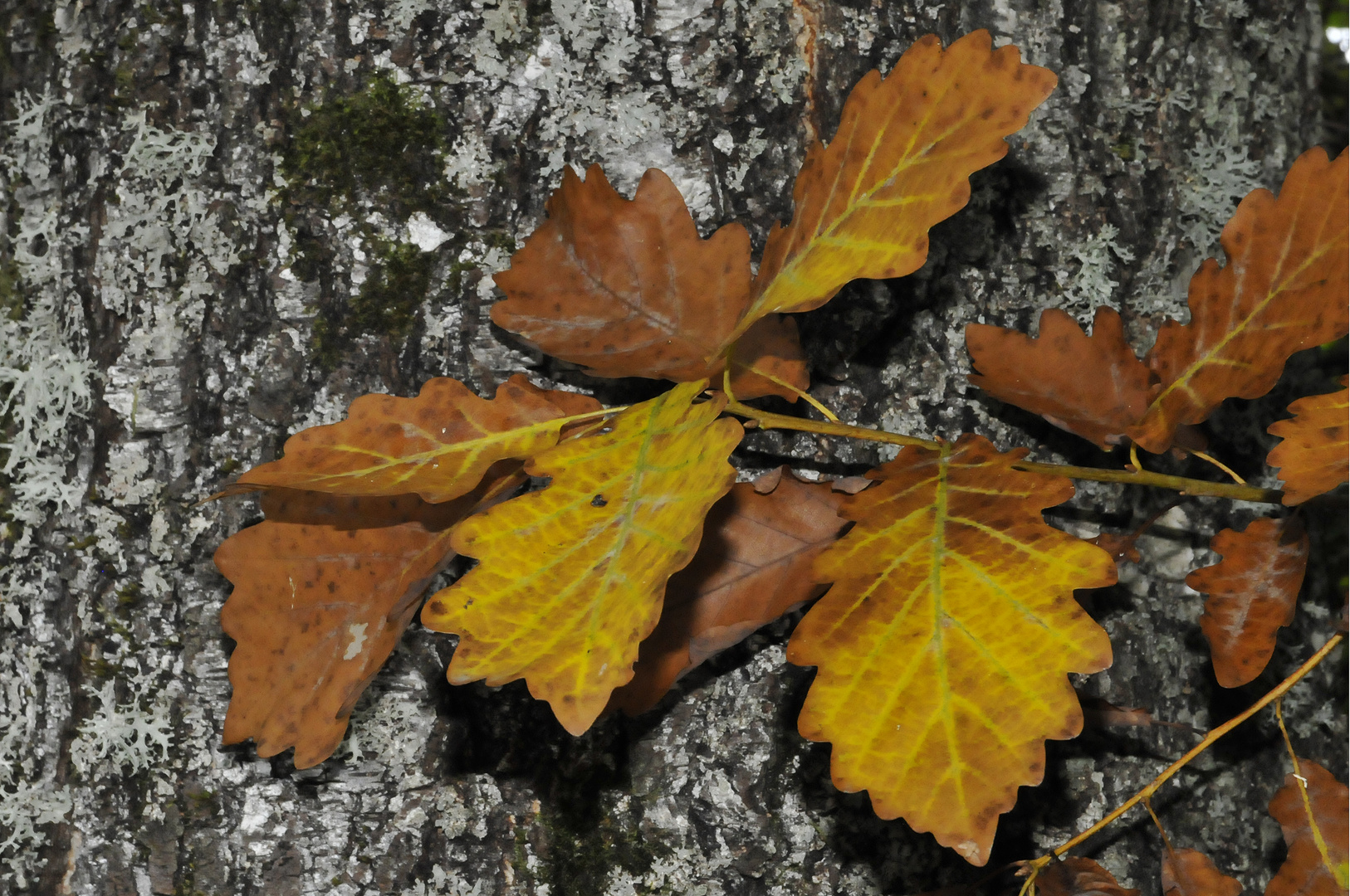 Herbststimmung 1