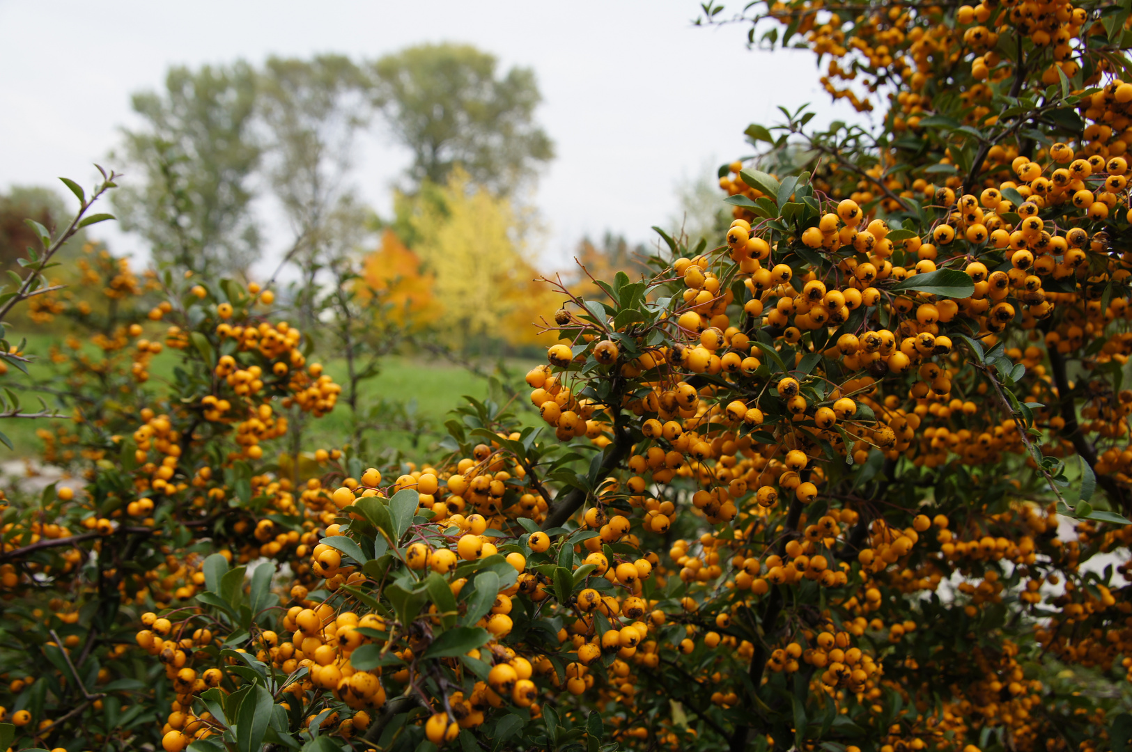 herbststimmung 1.0