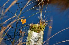 Herbststimmung