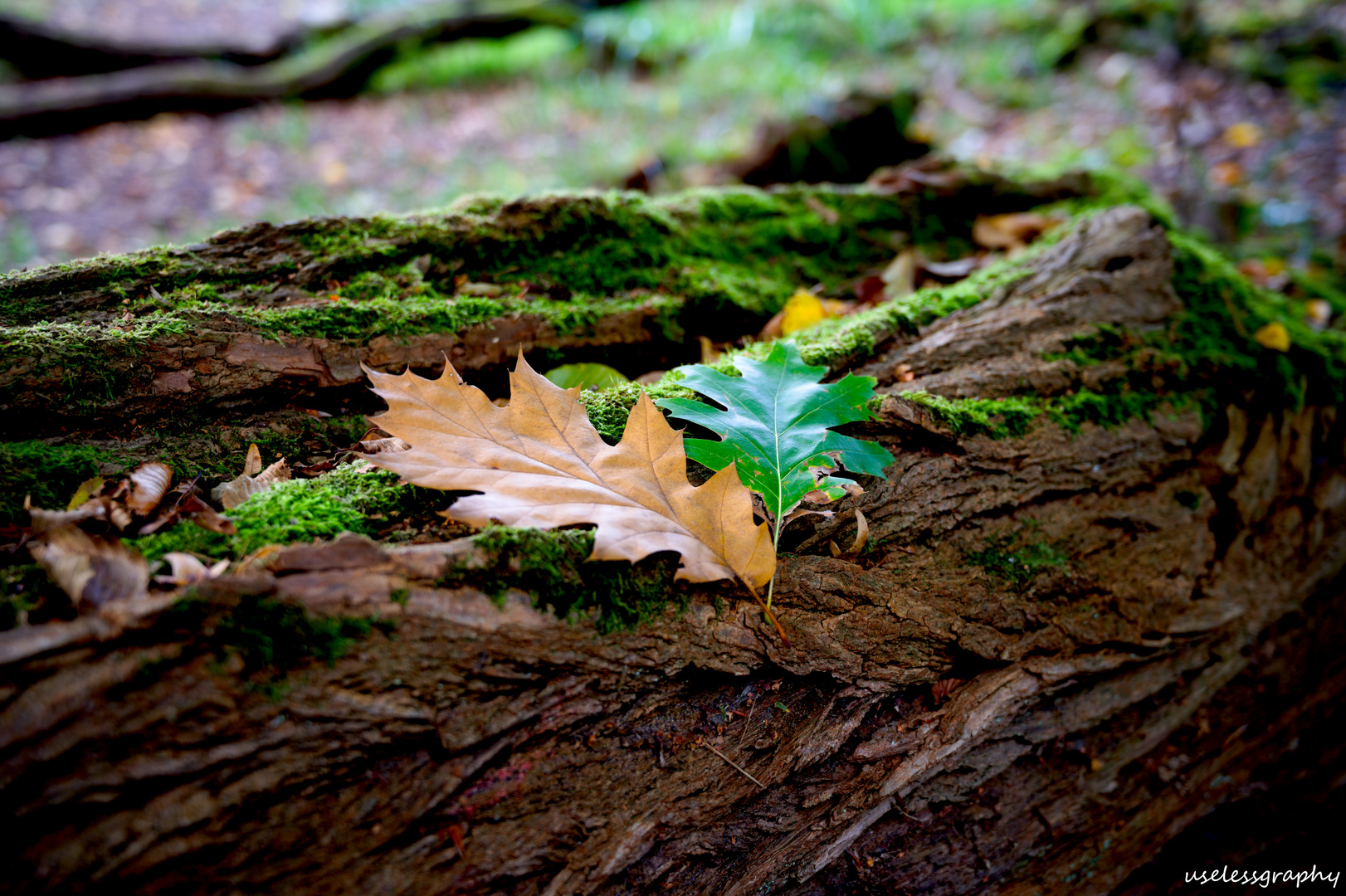 Herbststimmung